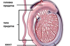 Эпидидимит острый и хронический: симптомы и лечение
