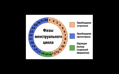 Как считать месячный цикл правильно Как считать месячный цикл правильно