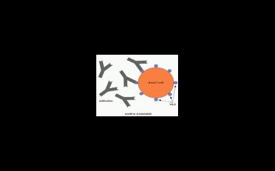 HLA-типирование перед ЭКО HLA-типирование перед ЭКО