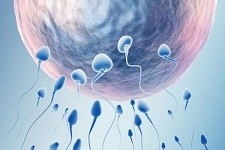 БАДы и репродуктивная функция мужчины