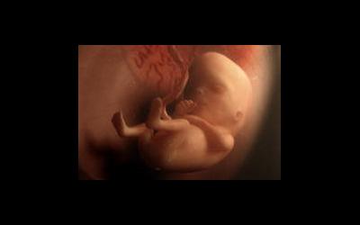 Стадии формирования и развития эмбриона