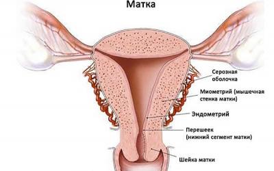 Женская матка: строение и физиология