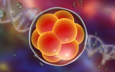 Некоторые этапы развития эмбриона Некоторые этапы развития эмбриона