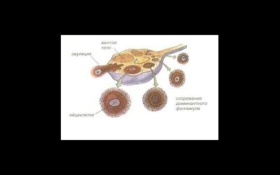 Мониторинг яичников