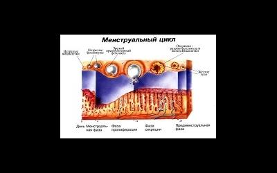 Менструальный цикл и последствия его нарушения