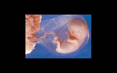 Усыновление эмбрионов набирает обороты