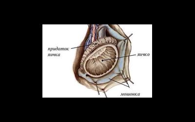 Гипоплазия яичек