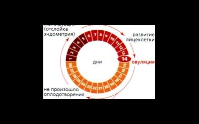 Продолжительность менструального цикла