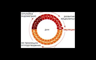 Как рассчитать день начала месячных