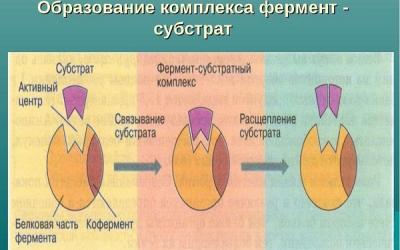 Ученые обнаружили фермент, вызывающий синдром Дауна