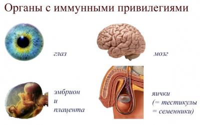Тестикулы утратили свое привилегированное положение в иммунной системе