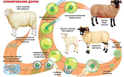 Мужчина вновь выходит на первые роли