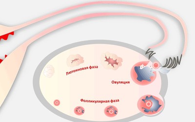 А клеточка созрела: 6 любопытных фактов об овуляции