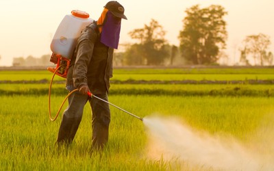 Проблемы с мужской фертильностью могут быть связаны с воздействием пестицидов