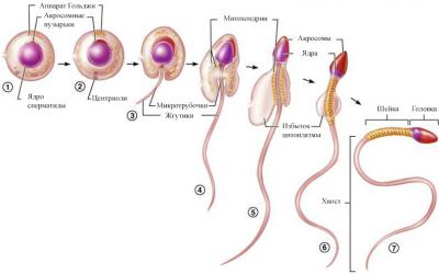 Созданы сперматозоиды из зародышевых клеток