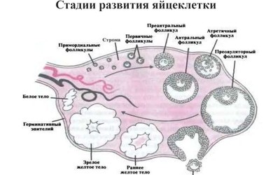 От фолликула до яйцеклетки – в «пробирке»