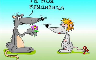 Чем отличается секс животных и людей? Чем отличается секс животных и людей?