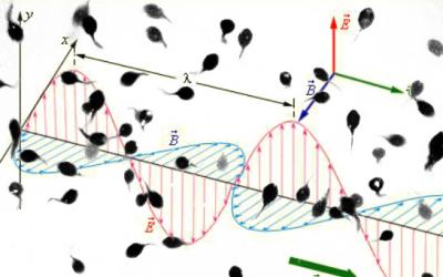 Сперматозоиды - магниты