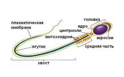 Новая часть сперматозоида может вызывать бесплодие