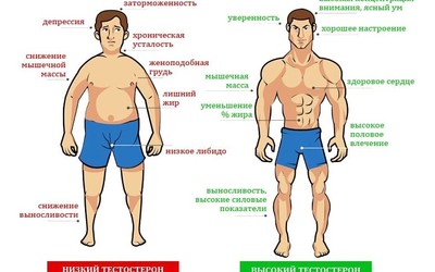 10 продуктов, снижающих тестостерон у мужчин