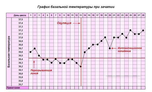 График базальной температуры