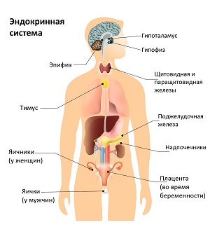 Гормональная регуляция организма