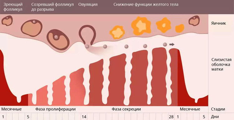 Менструация - зачем она нужна